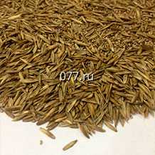 семена травы газонной