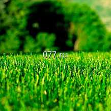 семена травы газонной