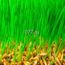 семена травы газонной спорт, изумрудный ковер, спринт (для восстановления), теневыносливая