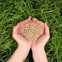 семена травы газонной