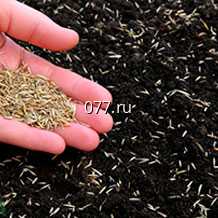 семена травы газонной