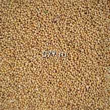 семена горчицы салатная Ядрёная