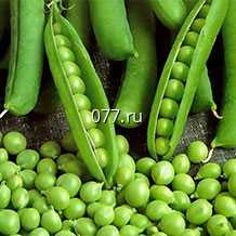 семена гороха Фараон