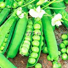 семена гороха Гельведонское чудо