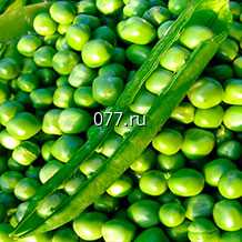 семена гороха Кельведонское чудо