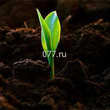 грунт (земля, почва) для растений 