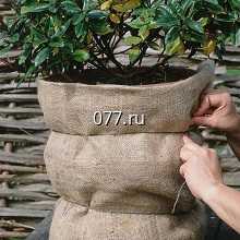 подготовка растений к зиме