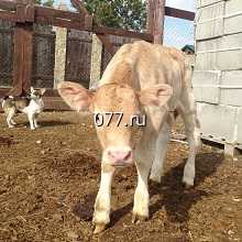 оценка крупного рогатого скота