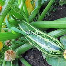 семена овощных культур (овощей) в т.ч зелени