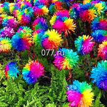 семена цветов