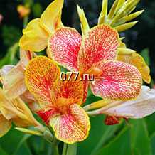 семена цветов