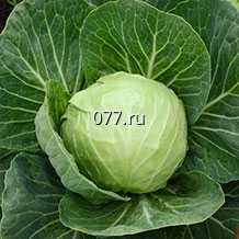 семена овощных культур (овощей) в т.ч зелени