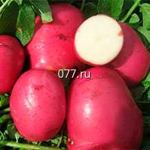 картофель семенной (посевной) Скарлет, Невский, Розара, Аврора, Красавчик, Увалень, Белиссимо, Елизавета, Северное сияние, Аметист, Сирень