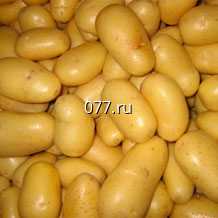картофель семенной (посевной) репродуктивные семена : Удача, Жуковский, Невский, Метеор, Ломоносовский, Рябинушка, Снегирь, Колобок, Любава