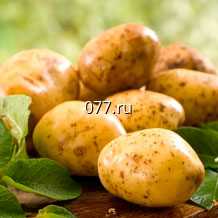 картофель семенной (посевной)