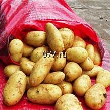 картофель семенной (посевной) репродуктивные семена: Винета, Колетта, Ред Фэнтези, Альвара, Эстрелла, Фреска, Ред Скарлет