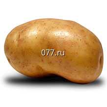 картофель семенной (посевной)