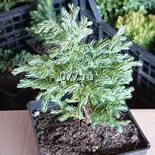 материал посадочный (саженцы) культур древесно-кустарниковых декоративных хвойных кипарисовик, туя, можжевельник