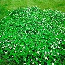 семена клевера белый (ползучий) Ривенделл.