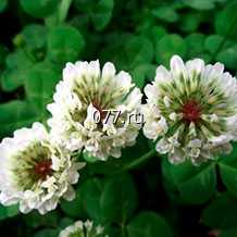 семена клевера ползучий белый Нанук