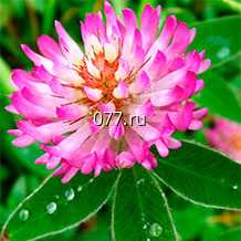 семена клевера розовый