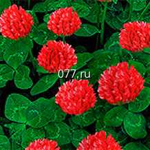 семена клевера красный