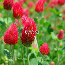 семена клевера луговой (красный)