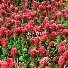 семена клевера красный Огородник