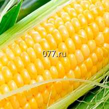 семена кукурузы суперсахарная Сливочный нектар