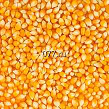 семена кукурузы Золотой лед