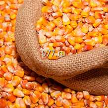 семена кукурузы Земляничная поляна