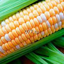 семена кукурузы Детский Вкус СДК