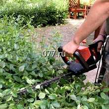 деревья (дерево), кустарники-обрезка декоративная (стрижка)