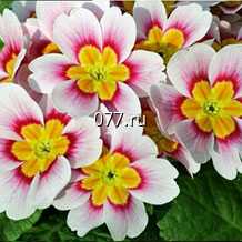 семена цветов