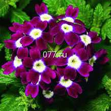 семена цветов