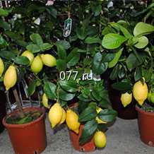 материал посадочный (саженцы) культур древесно-кустарниковых плодовых лимонник, облепиха