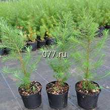 материал посадочный (саженцы) культур древесно-кустарниковых декоративных хвойных ель, сосна горная, туя, лиственница, можжевельник