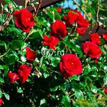 материал посадочный (саженцы) культур древесно-кустарниковых декоративных лиственных роза: миниатюрная, плетистая, кустовая, парковая, бордюрная, вьющаяся