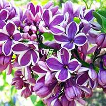 материал посадочный (саженцы) культур древесно-кустарниковых декоративных лиственных сирень: венгерская, китайская, пестролистная, обыкновенная, красав. Москвы, карликовая