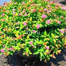 материал посадочный (саженцы) культур древесно-кустарниковых декоративных лиственных скумпия, спирея, стефанандра, тамарикс, рябина обыкновенная, рябина дуболистная