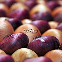 лук-севок (посевной, семенной) Штуттгартен Ризен