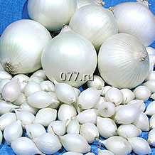 лук-севок (посевной, семенной) Стардаст белый Голландия
