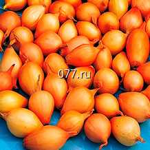 лук-севок (посевной, семенной) Коррадо F1, круглый желтый