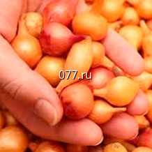 лук-севок (посевной, семенной) Золотистый Семко F1