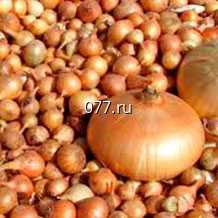 лук-севок (посевной, семенной) Геркулес F1, круглый желтый