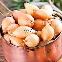 лук-севок (посевной, семенной) Стурон, длинный желтый