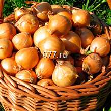 лук-севок (посевной, семенной) Сохачевска среднеспелый
