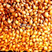 лук-севок (посевной, семенной) Кармен 1 кг Нидерланды (Голландия)