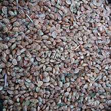 семена люцерны Вега 87