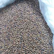 семена люцерны синяя Симпатия